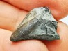 RHYNCHOLITE Early Cretaceous, Alpes-de-Haute-Provence, France