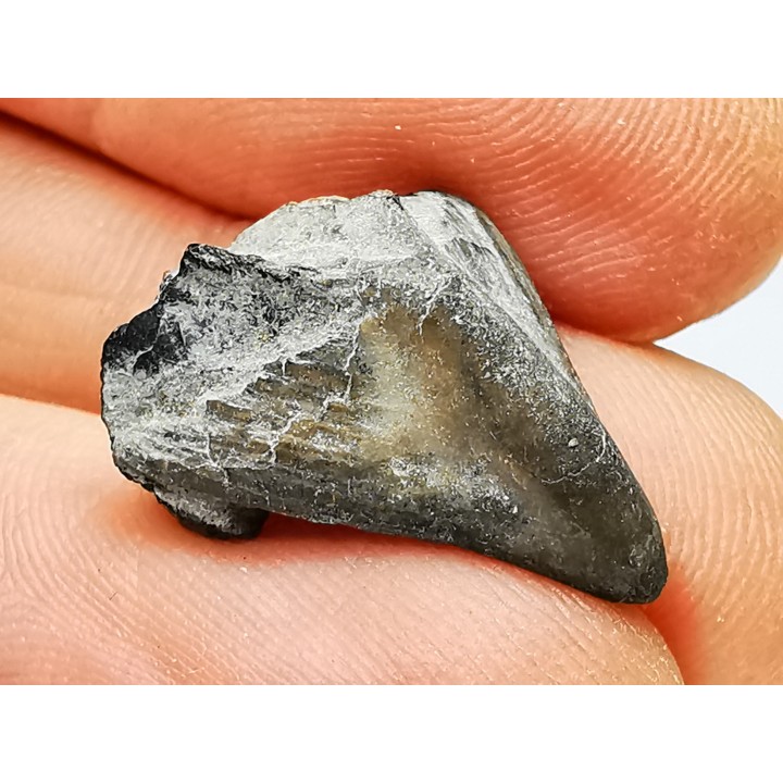 RHYNCHOLITE, Crétacé  Inférieur, Alpes-de-Haute-Provence, France