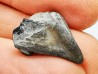RHYNCHOLITE Early Cretaceous, Alpes-de-Haute-Provence, France
