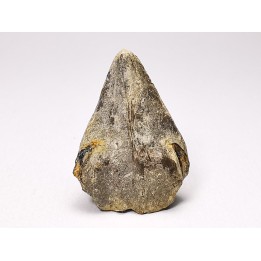 RHYNCHOLITE Early Cretaceous, Alpes-de-Haute-Provence, France