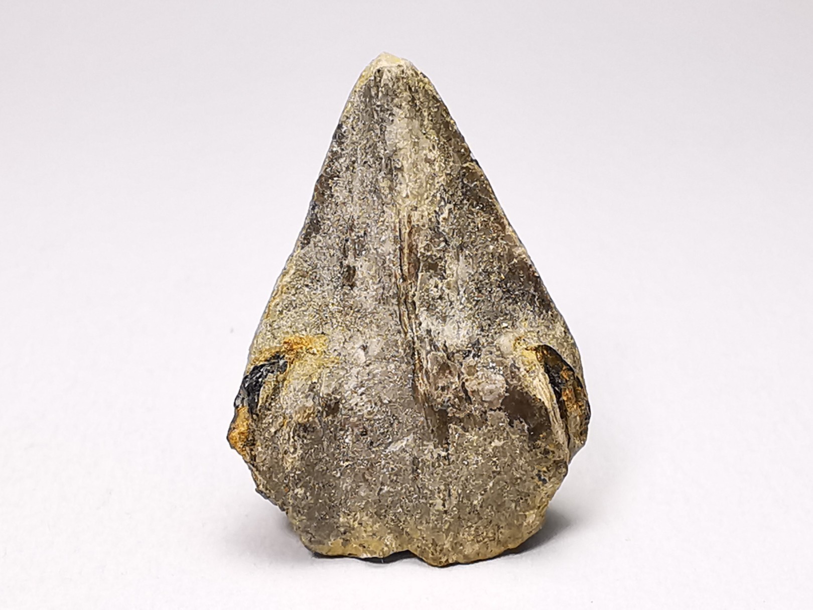 RHYNCHOLITE, Crétacé Inférieur, Alpes-de-Haute-Provence, France