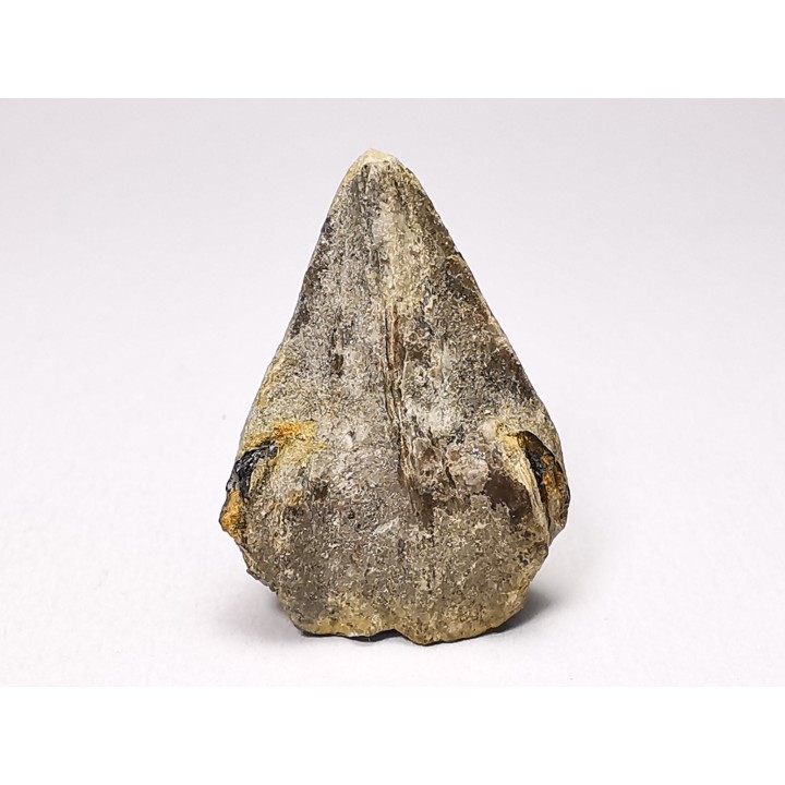 RHYNCHOLITE Early Cretaceous, Alpes-de-Haute-Provence, France