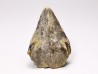 RHYNCHOLITE, Crétacé Inférieur, Alpes-de-Haute-Provence, France