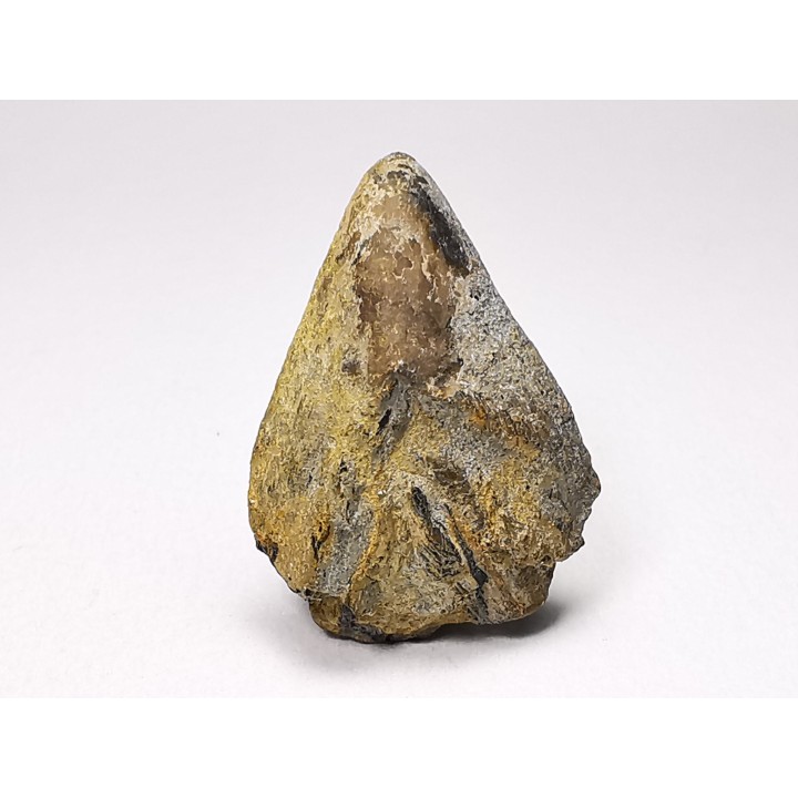 RHYNCHOLITE Early Cretaceous, Alpes-de-Haute-Provence, France