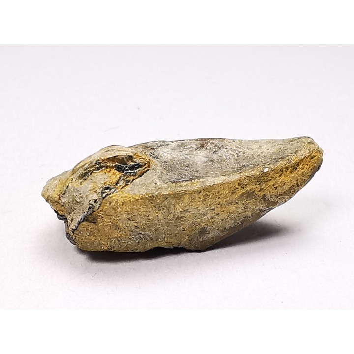 RHYNCHOLITE Early Cretaceous, Alpes-de-Haute-Provence, France
