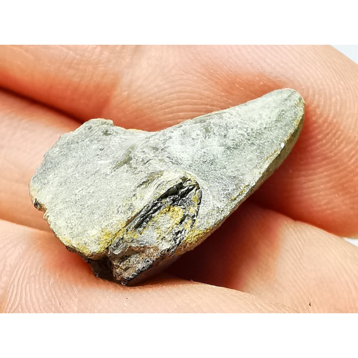 RHYNCHOLITE Early Cretaceous, Alpes-de-Haute-Provence, France
