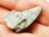RHYNCHOLITE, Crétacé Inférieur, Alpes-de-Haute-Provence, France