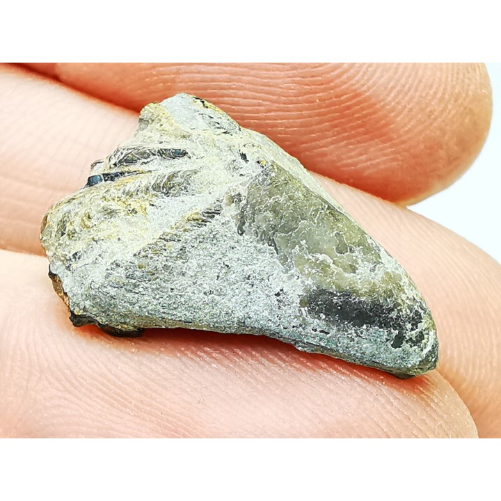 RHYNCHOLITE, Crétacé  Inférieur, Alpes-de-Haute-Provence, France