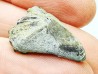 RHYNCHOLITE Early Cretaceous, Alpes-de-Haute-Provence, France