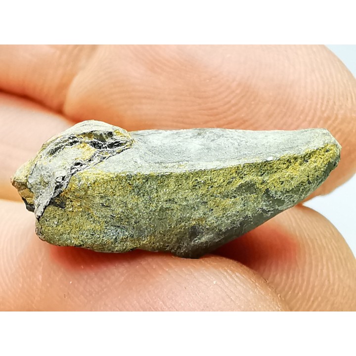 RHYNCHOLITE, Crétacé  Inférieur, Alpes-de-Haute-Provence, France