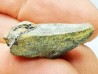 RHYNCHOLITE, Crétacé Inférieur, Alpes-de-Haute-Provence, France