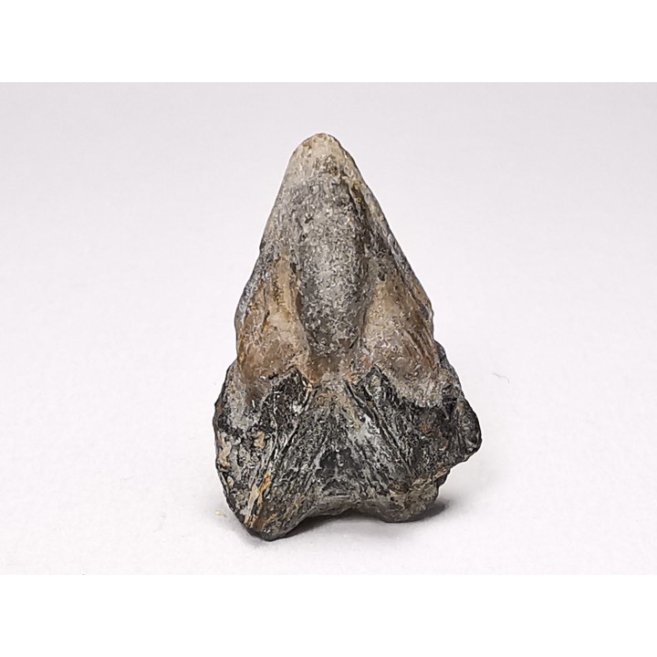 RHYNCHOLITE, Crétacé  Inférieur, Alpes-de-Haute-Provence, France