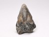 RHYNCHOLITE Early Cretaceous, Alpes-de-Haute-Provence, France