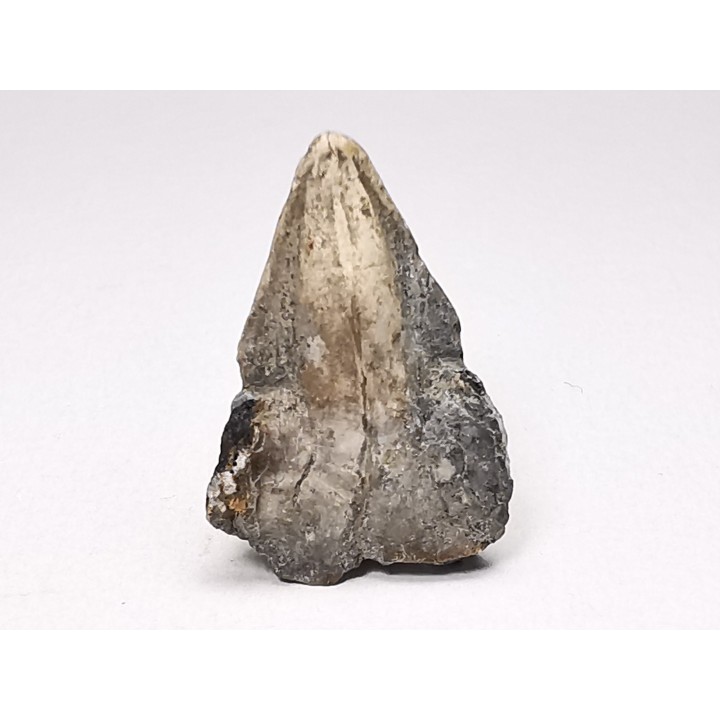 RHYNCHOLITE Early Cretaceous, Alpes-de-Haute-Provence, France