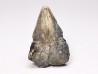 RHYNCHOLITE, Crétacé Inférieur, Alpes-de-Haute-Provence, France