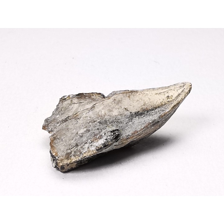 RHYNCHOLITE, Crétacé  Inférieur, Alpes-de-Haute-Provence, France