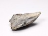 RHYNCHOLITE, Crétacé Inférieur, Alpes-de-Haute-Provence, France