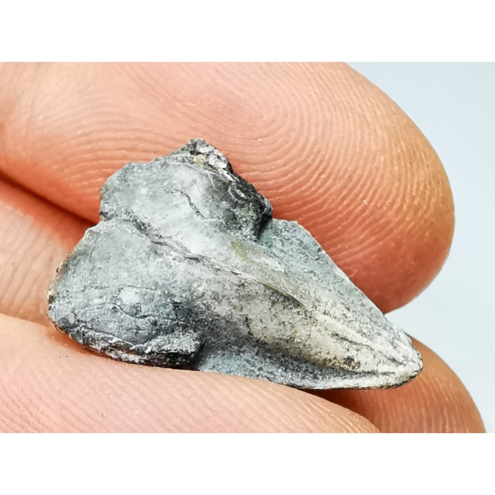 RHYNCHOLITE Early Cretaceous, Alpes-de-Haute-Provence, France