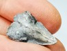RHYNCHOLITE, Crétacé Inférieur, Alpes-de-Haute-Provence, France