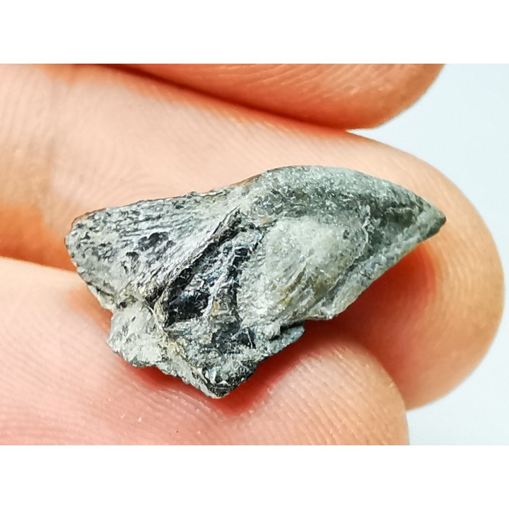 RHYNCHOLITE, Crétacé  Inférieur, Alpes-de-Haute-Provence, France