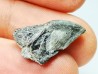 RHYNCHOLITE, Crétacé Inférieur, Alpes-de-Haute-Provence, France