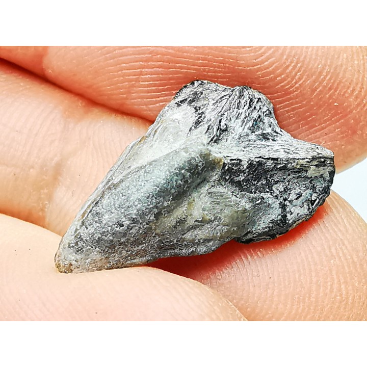 RHYNCHOLITE, Crétacé  Inférieur, Alpes-de-Haute-Provence, France