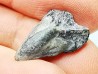 RHYNCHOLITE Early Cretaceous, Alpes-de-Haute-Provence, France