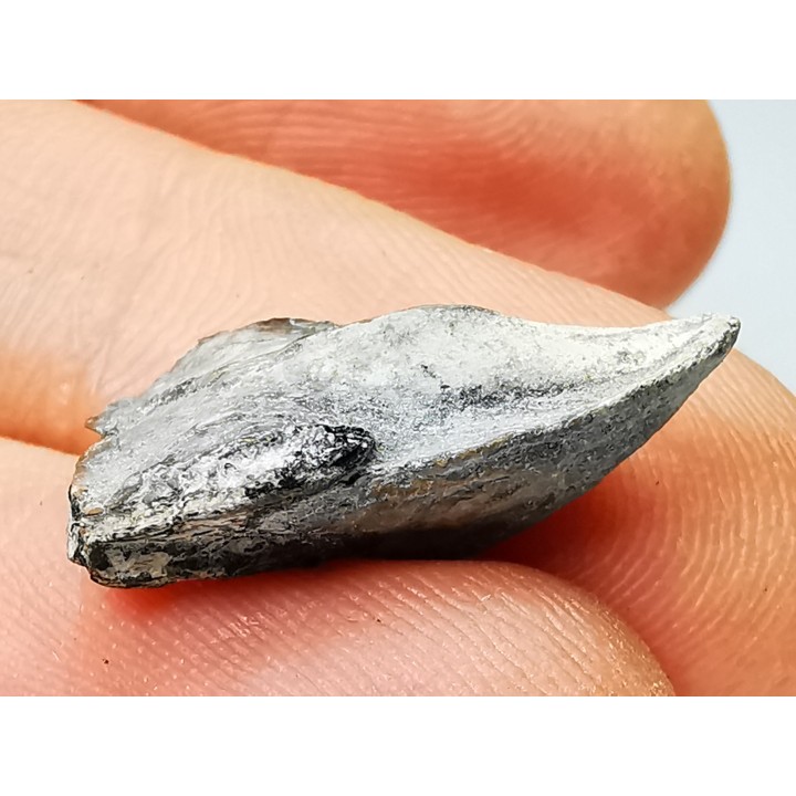 RHYNCHOLITE Early Cretaceous, Alpes-de-Haute-Provence, France