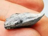 RHYNCHOLITE Early Cretaceous, Alpes-de-Haute-Provence, France