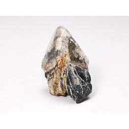 RHYNCHOLITE, Crétacé  Inférieur, Alpes-de-Haute-Provence, France