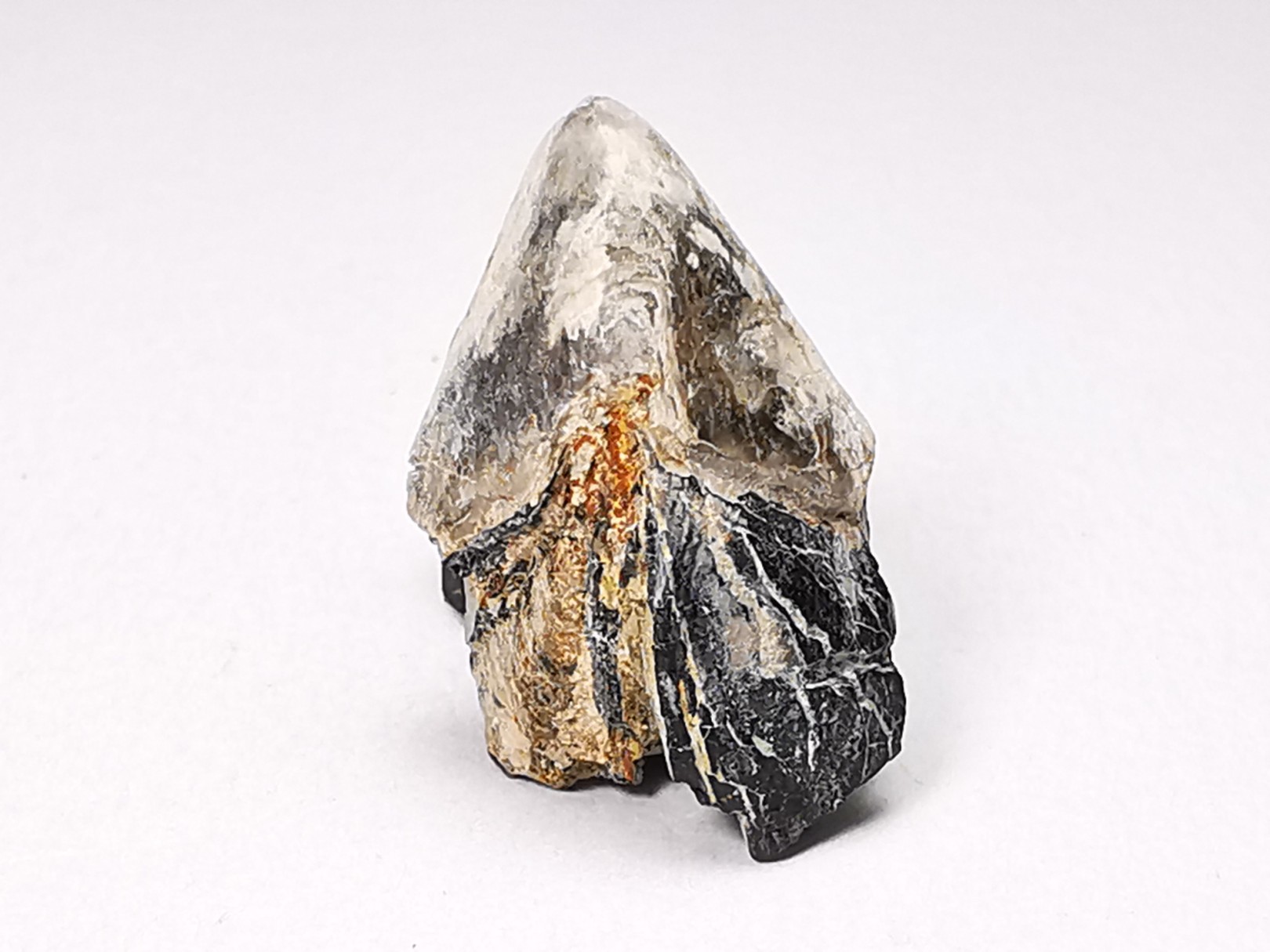 RHYNCHOLITE Early Cretaceous, Alpes-de-Haute-Provence, France