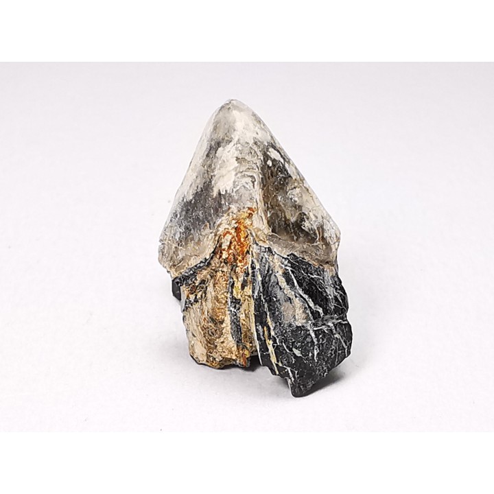 RHYNCHOLITE, Crétacé  Inférieur, Alpes-de-Haute-Provence, France
