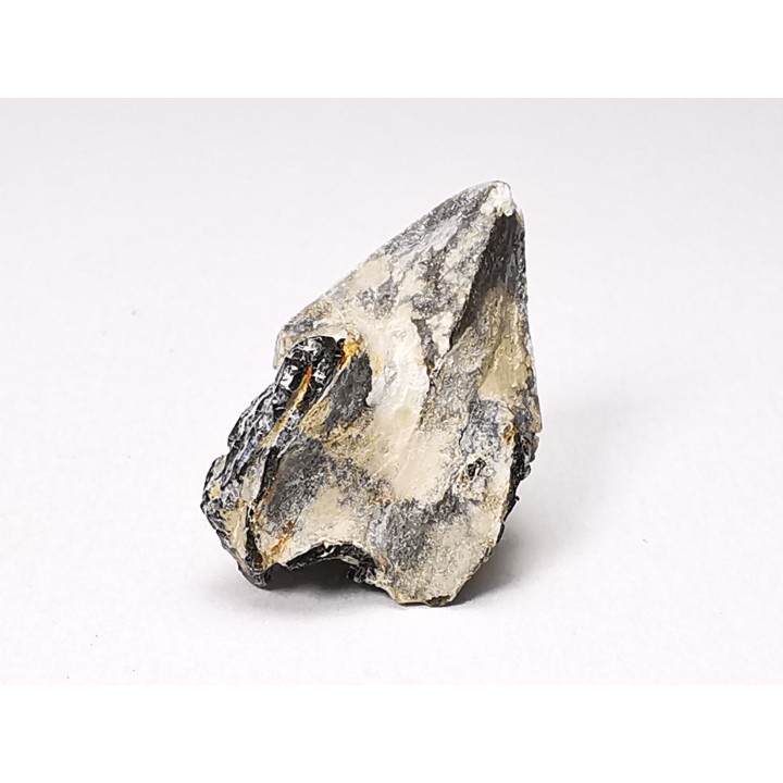 RHYNCHOLITE Early Cretaceous, Alpes-de-Haute-Provence, France