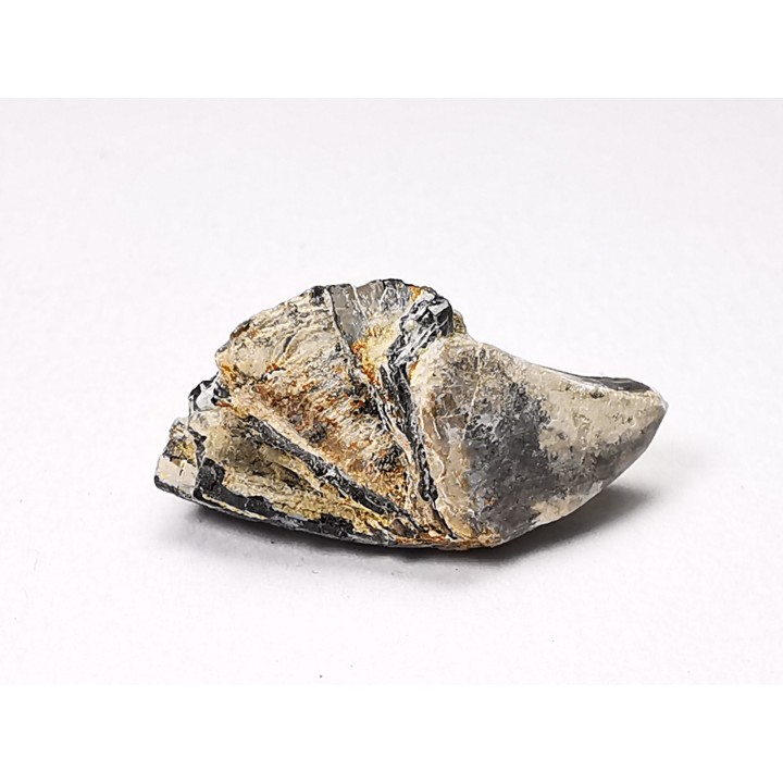 RHYNCHOLITE, Crétacé  Inférieur, Alpes-de-Haute-Provence, France