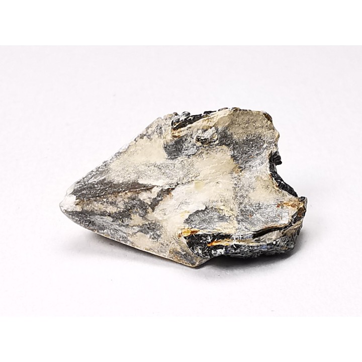 RHYNCHOLITE, Crétacé  Inférieur, Alpes-de-Haute-Provence, France