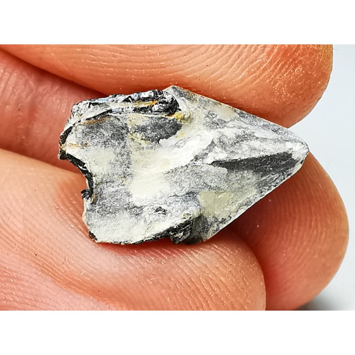 RHYNCHOLITE, Crétacé  Inférieur, Alpes-de-Haute-Provence, France