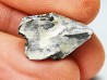 RHYNCHOLITE, Crétacé  Inférieur, Alpes-de-Haute-Provence, France