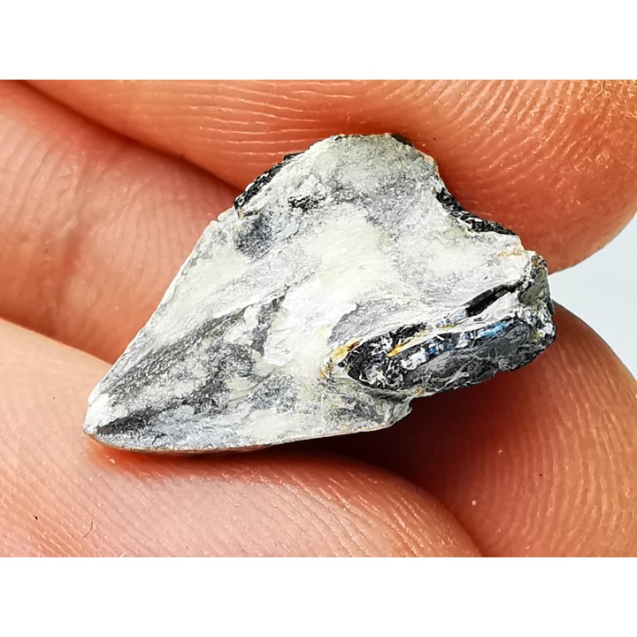 RHYNCHOLITE, Crétacé  Inférieur, Alpes-de-Haute-Provence, France
