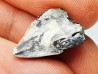 RHYNCHOLITE, Crétacé  Inférieur, Alpes-de-Haute-Provence, France