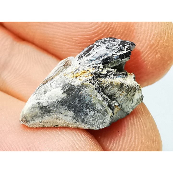 RHYNCHOLITE, Crétacé  Inférieur, Alpes-de-Haute-Provence, France