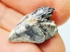 RHYNCHOLITE, Crétacé  Inférieur, Alpes-de-Haute-Provence, France