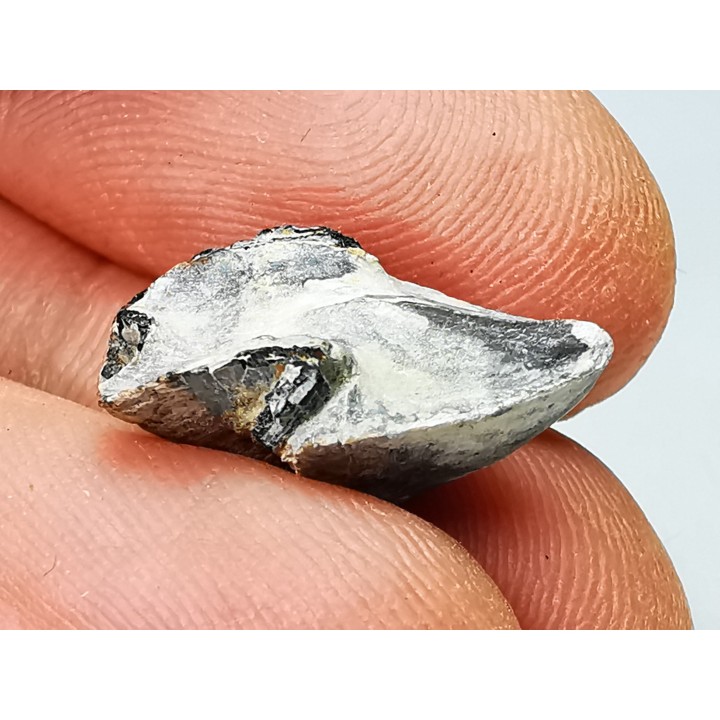 RHYNCHOLITE, Crétacé  Inférieur, Alpes-de-Haute-Provence, France