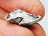 RHYNCHOLITE, Crétacé  Inférieur, Alpes-de-Haute-Provence, France