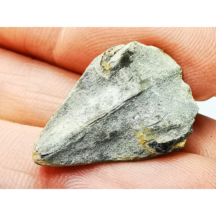 RHYNCHOLITE Early Cretaceous, Alpes-de-Haute-Provence, France