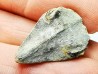 RHYNCHOLITE, Crétacé Inférieur, Alpes-de-Haute-Provence, France