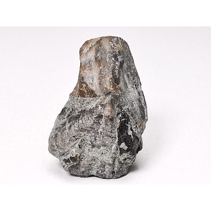 RHYNCHOLITE, Crétacé  Inférieur, Alpes-de-Haute-Provence, France