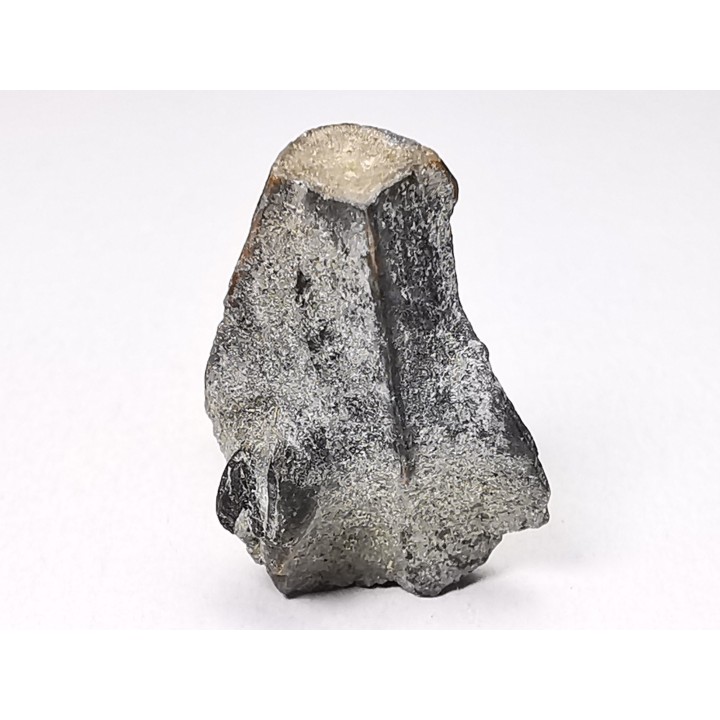 RHYNCHOLITE Early Cretaceous, Alpes-de-Haute-Provence, France