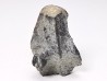 RHYNCHOLITE, Crétacé Inférieur, Alpes-de-Haute-Provence, France