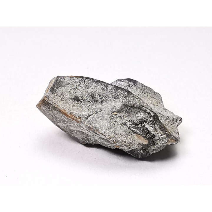 RHYNCHOLITE, Crétacé  Inférieur, Alpes-de-Haute-Provence, France