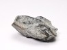 RHYNCHOLITE, Crétacé Inférieur, Alpes-de-Haute-Provence, France